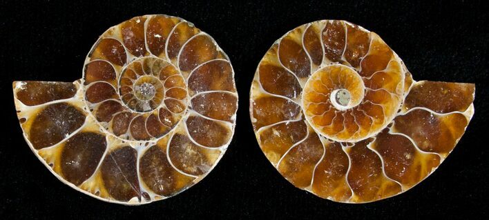 Small Desmoceras Ammonite Pair #5318